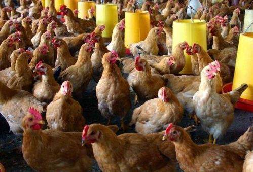 養(yǎng)雞實(shí)用小方法：三看一聽(tīng)