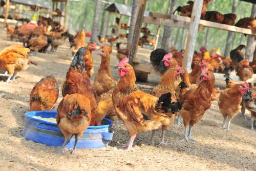 以1000只雞為例算算養(yǎng)雞這筆賬