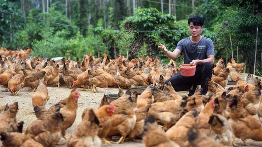 蛋雞溫和型禽流感如何防控